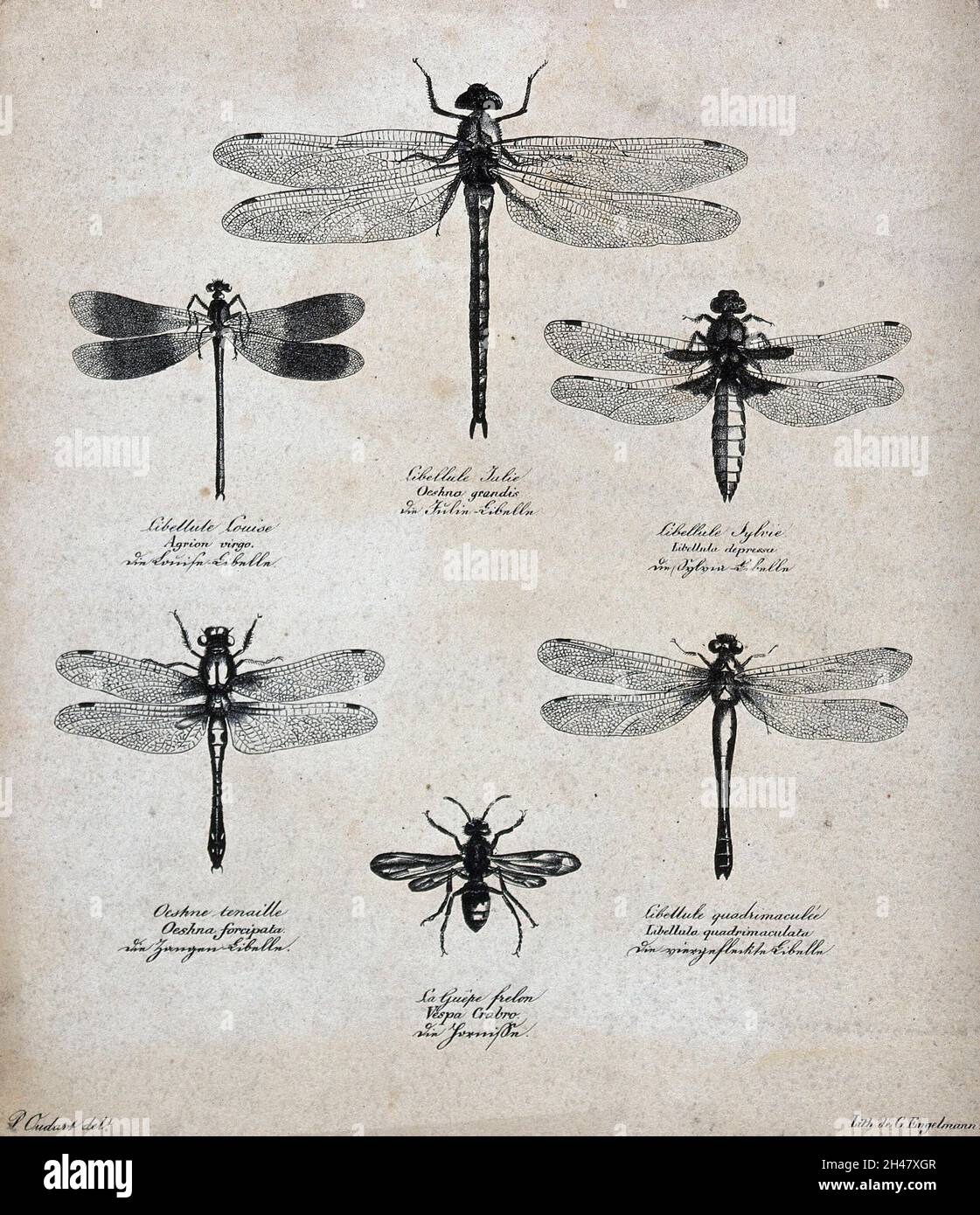 Six dragonflies and a wasp. Lithograph by G. Engelmann after P. Oudart. Stock Photo
