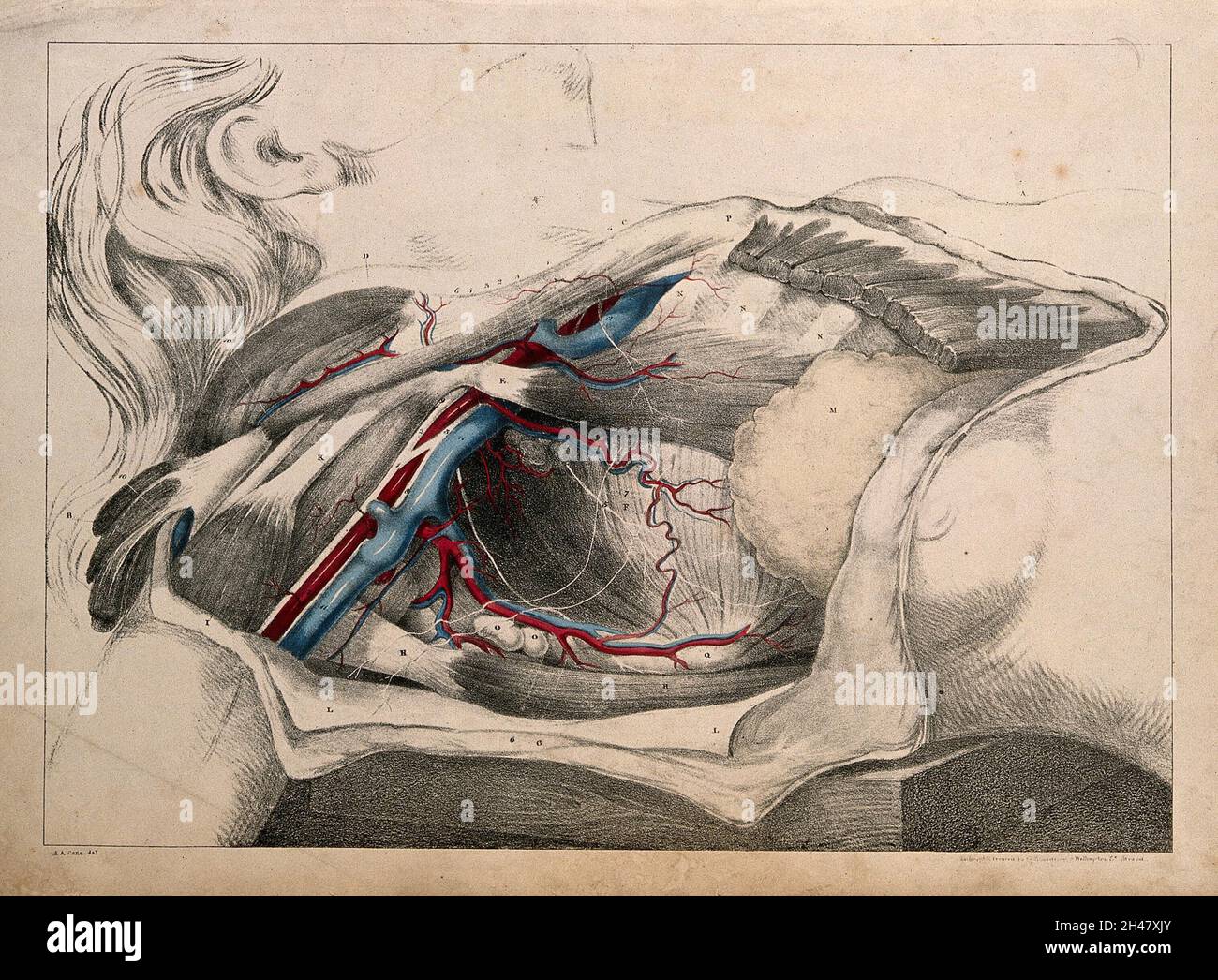 Subclavian and axillary vessels: dissection. Coloured lithograph by G.E ...