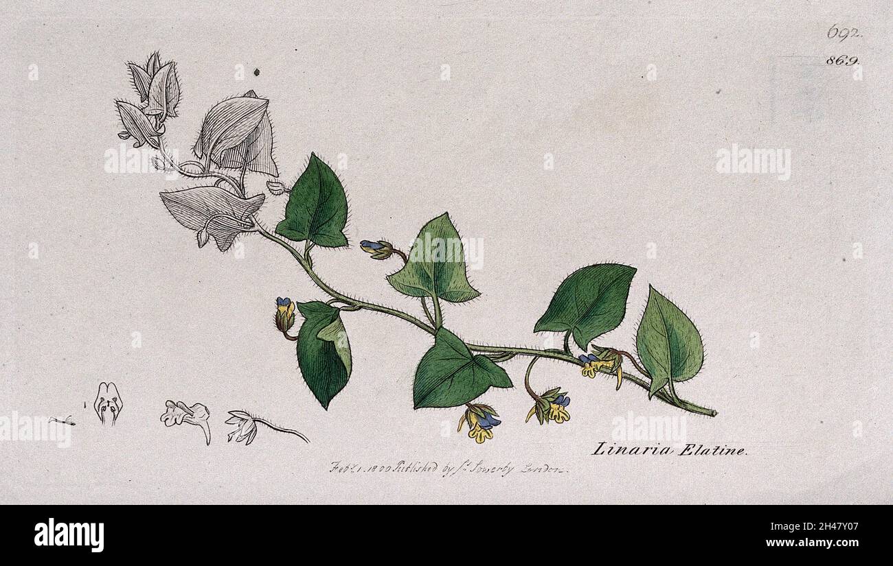Toadflax (Linaria elatine): flowering stem and floral segments. Coloured engraving after J. Sowerby, 1800. Stock Photo