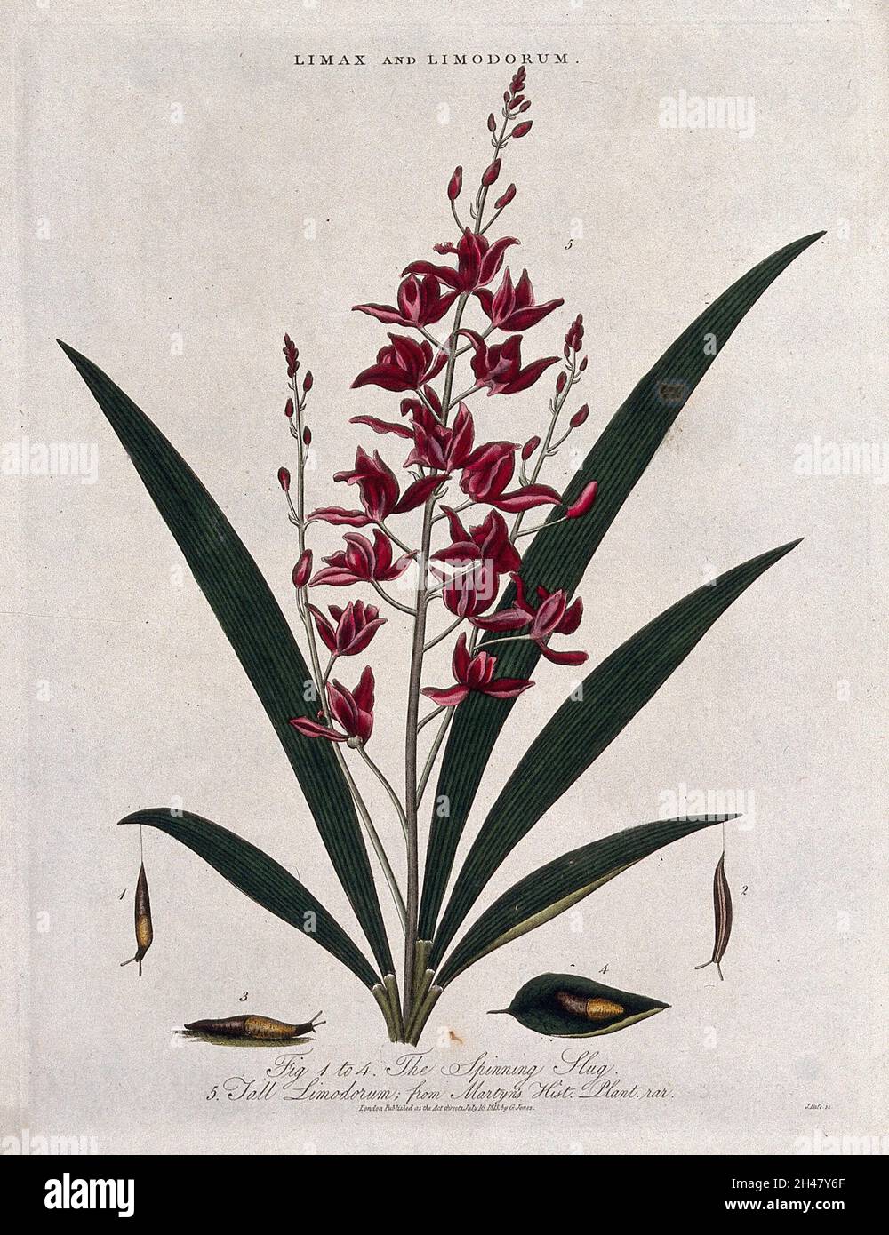 A flowering orchid (Bletia verecunda) and a spinning slug (Limax species). Coloured etching by J. Pass, c. 1813. Stock Photo