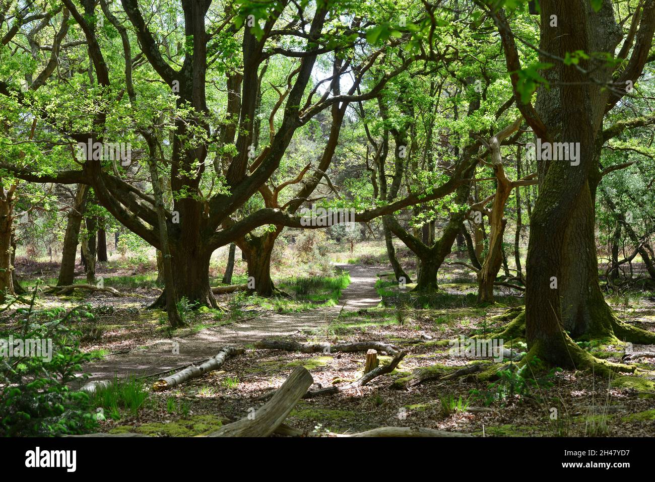 Arne rspb reserve bird hi-res stock photography and images - Alamy