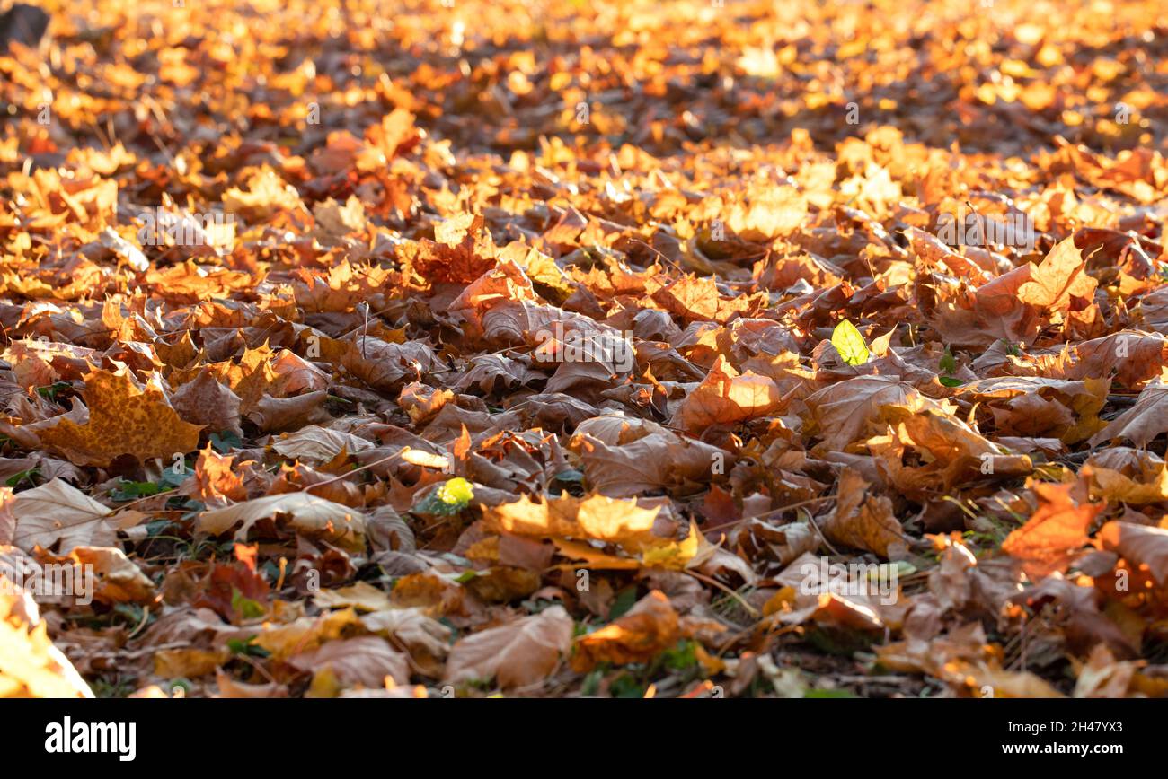 Yellowed maple leaves cover the ground. Autumn in the park Stock Photo ...