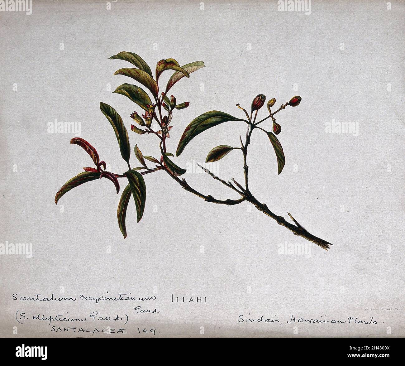 Sandalwood (Santalum album): flowering and fruiting stem. Chromolithograph, c. 1887, after I. Sinclair. Stock Photo