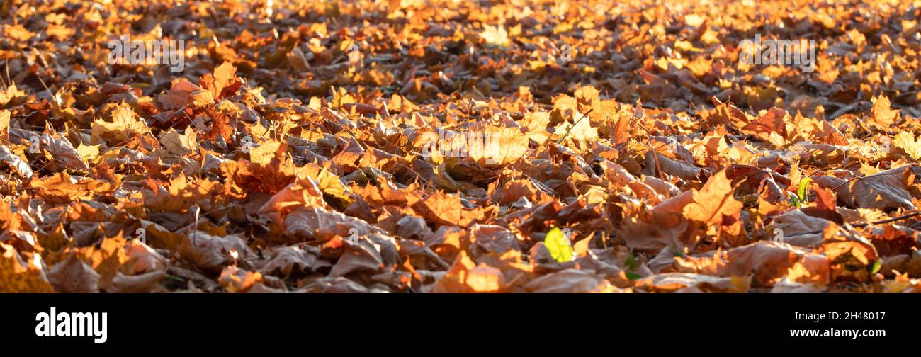 Fall ground cover hi-res stock photography and images - Alamy