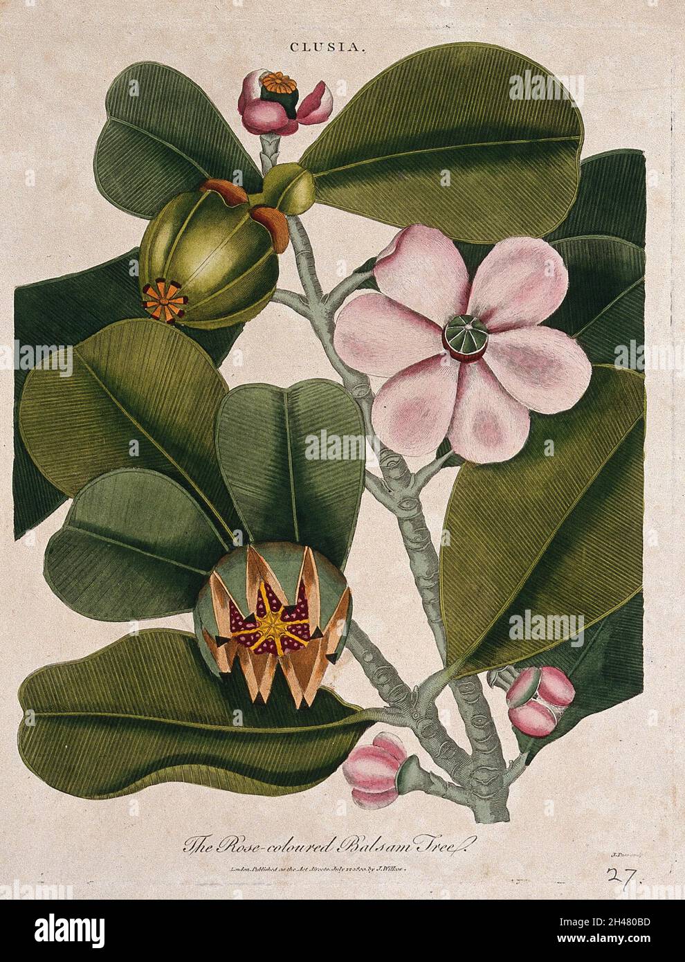 Rock balsam plant (Clusia rosea): flowering and fruiting branch. Coloured etching by J. Pass, c. 1800, after J. Ihle. Stock Photo