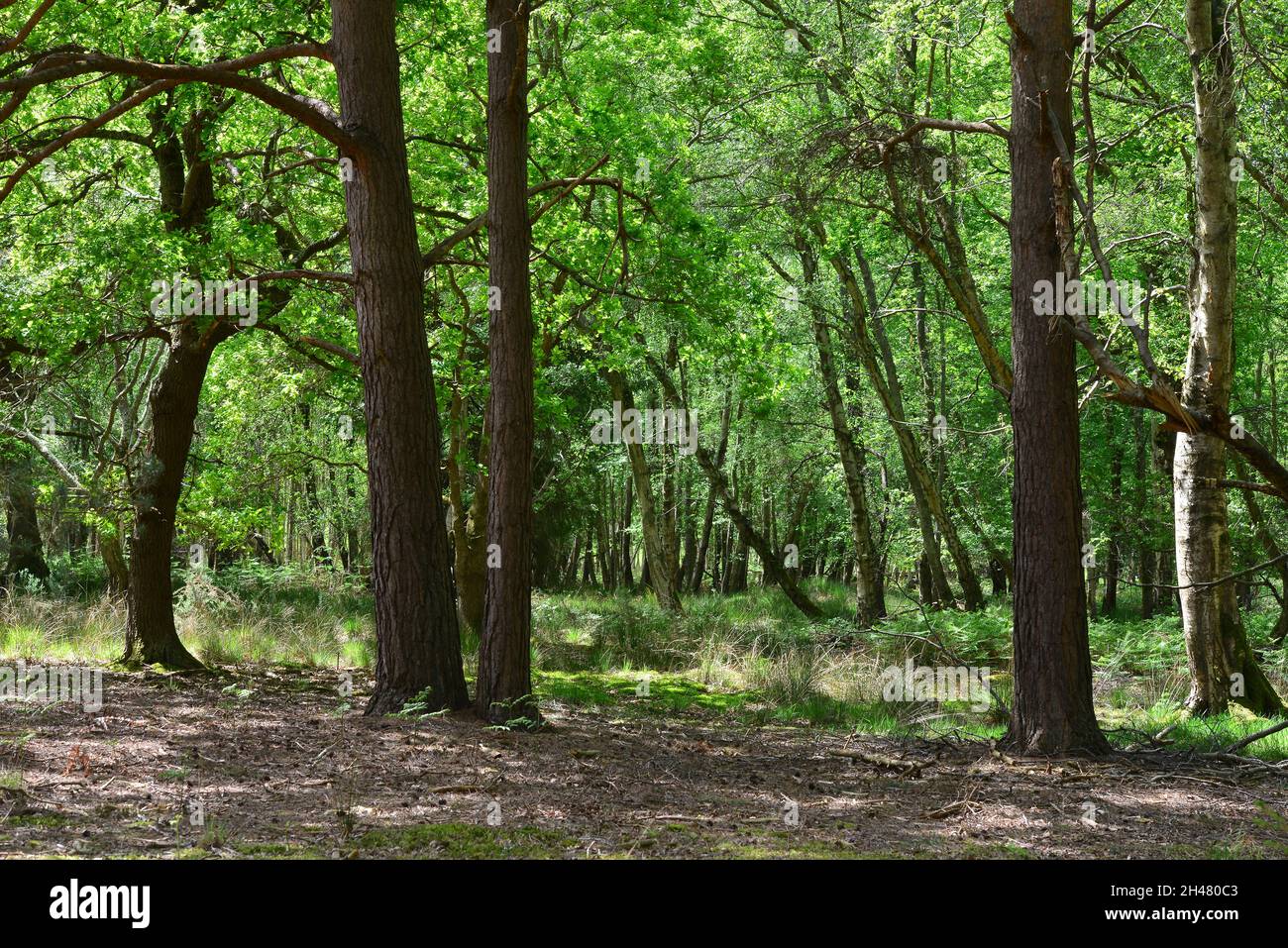 RSPB reserve, Arne, Dorset Stock Photo - Alamy