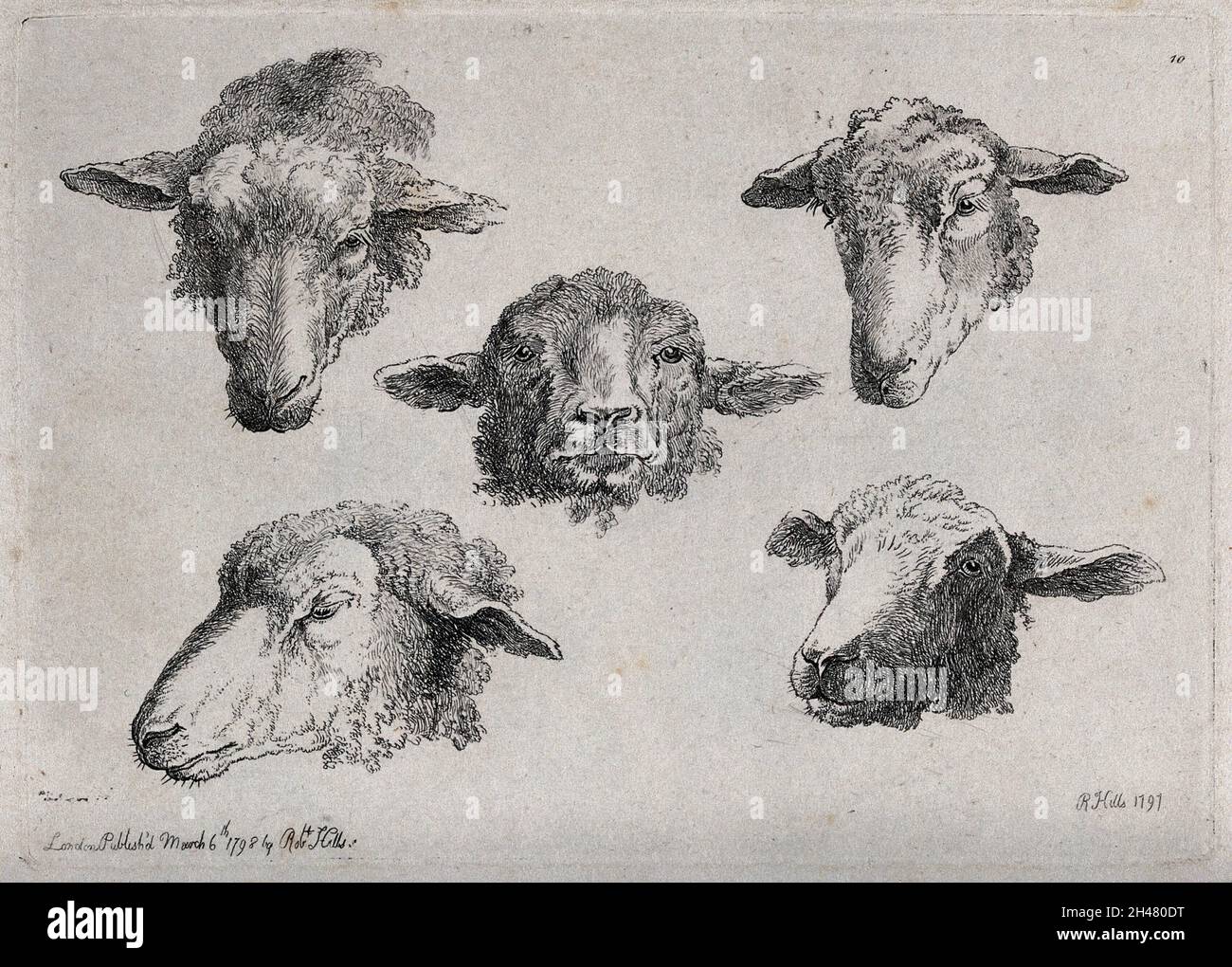 Study sheeps head hi-res stock photography and images - Alamy