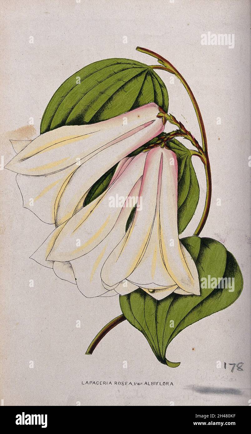 A Chilean bellflower (Lapageria rosea): flowering stem. Coloured lithograph, c. 1855. Stock Photo