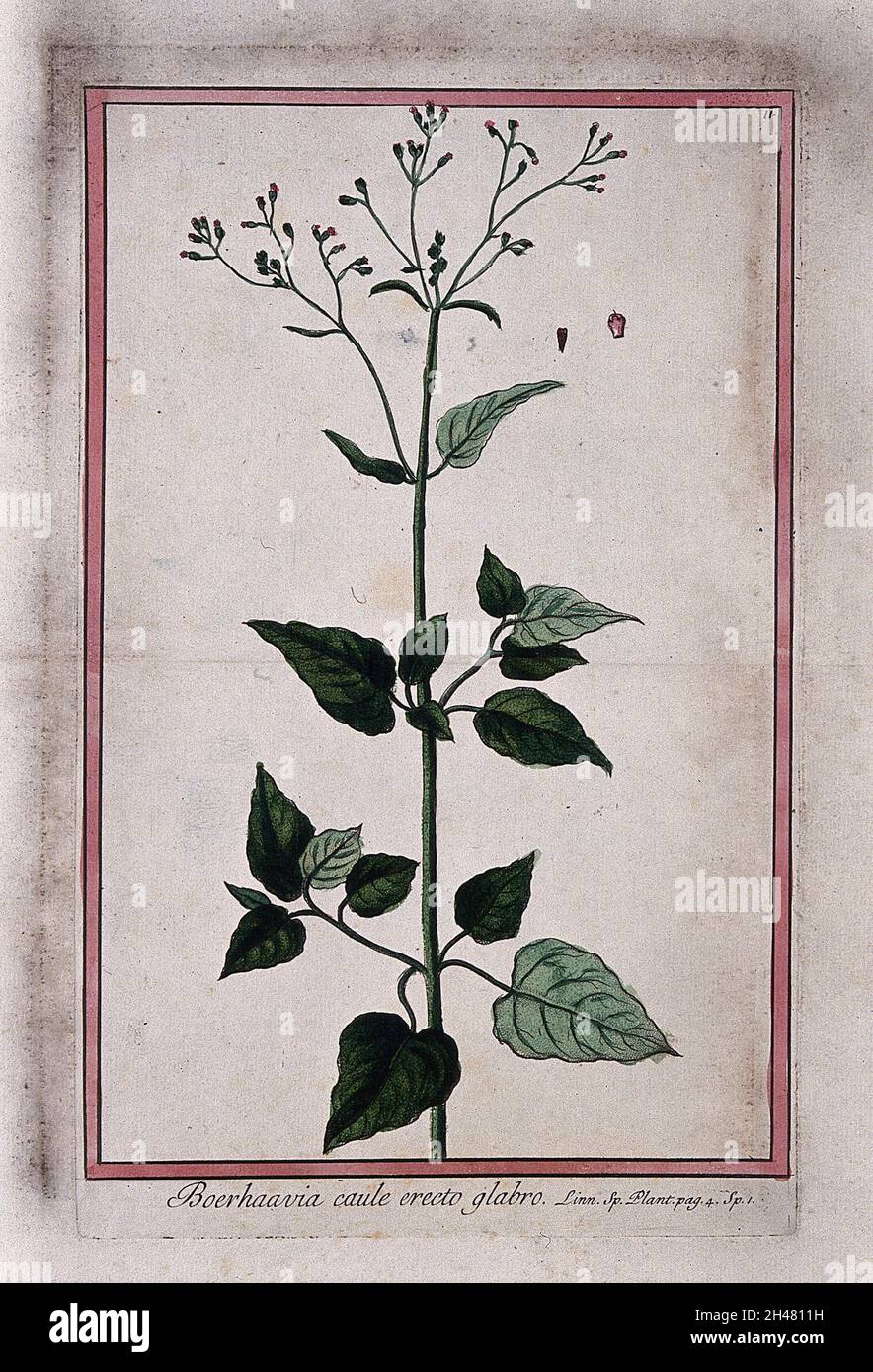 A species of Boerhavia: entire flowering plant with separate fruit. Coloured etching by M. Bouchard, 1772. Stock Photo