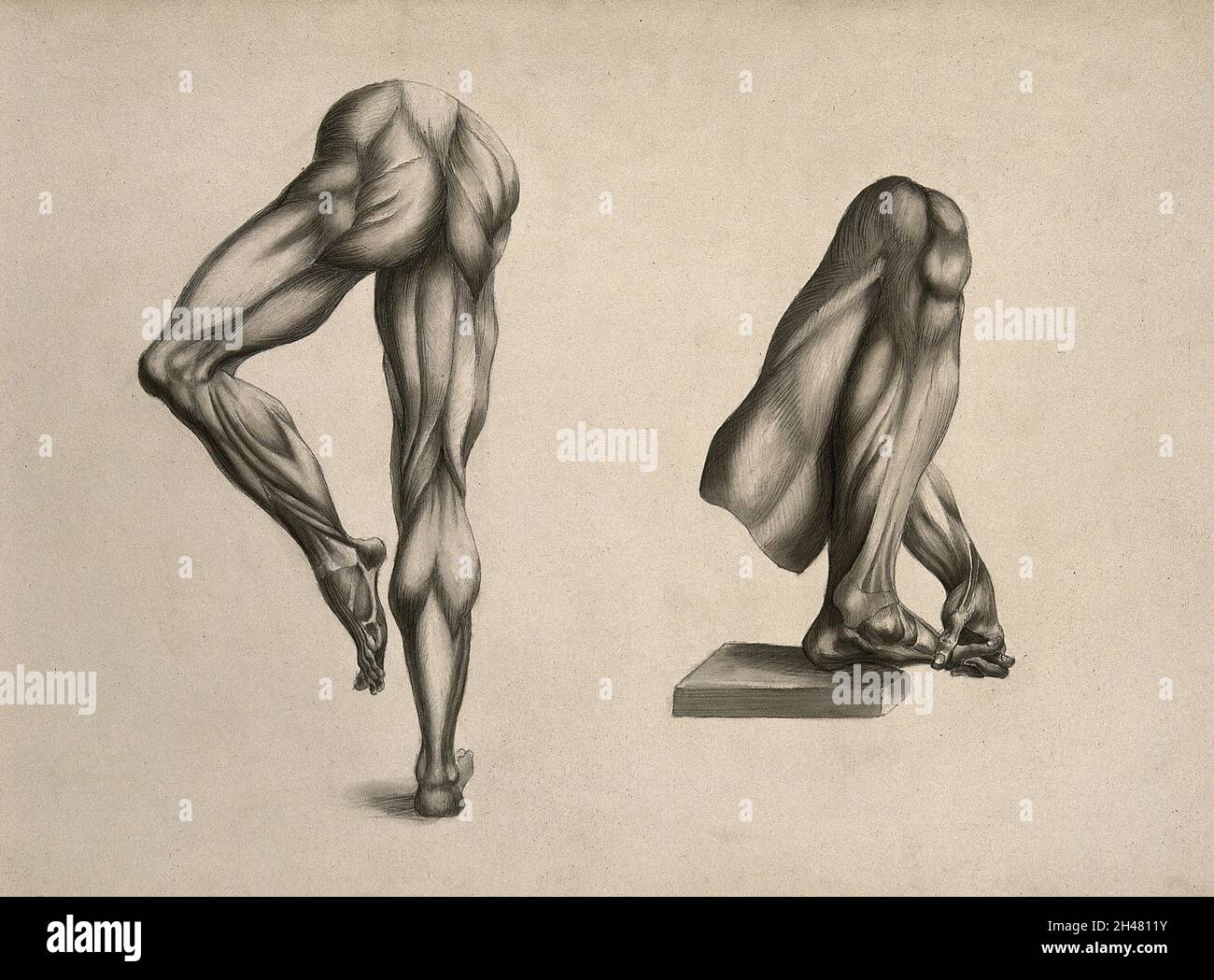 Écorché legs: two figures. Pencil and ink wash drawing, after an ...