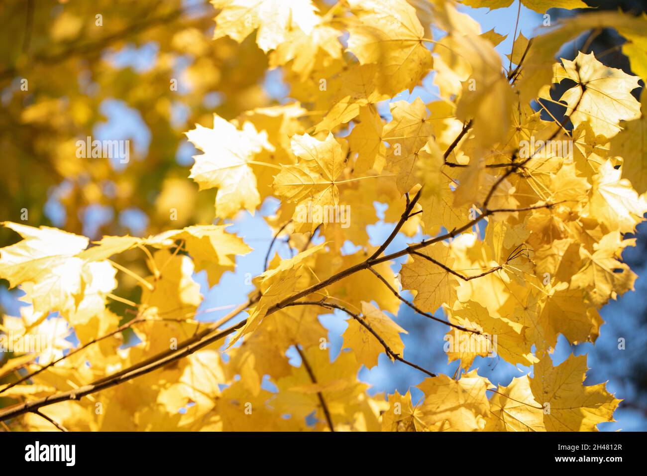 Golden beech leaves on a tree branch, autumn Stock Photo - Alamy