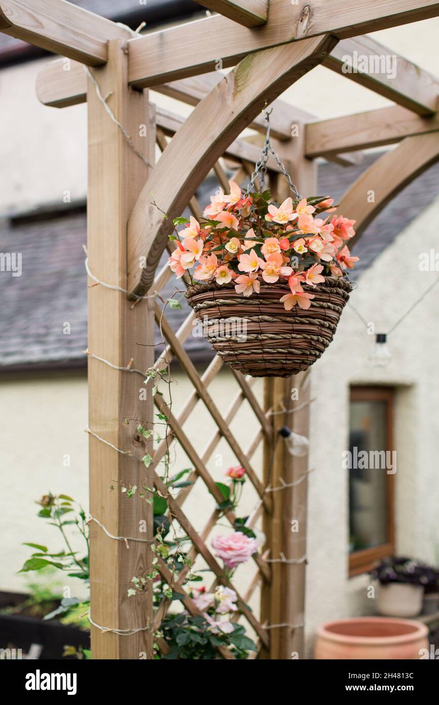 Hanging Basket on Pergola Stock Photo Alamy