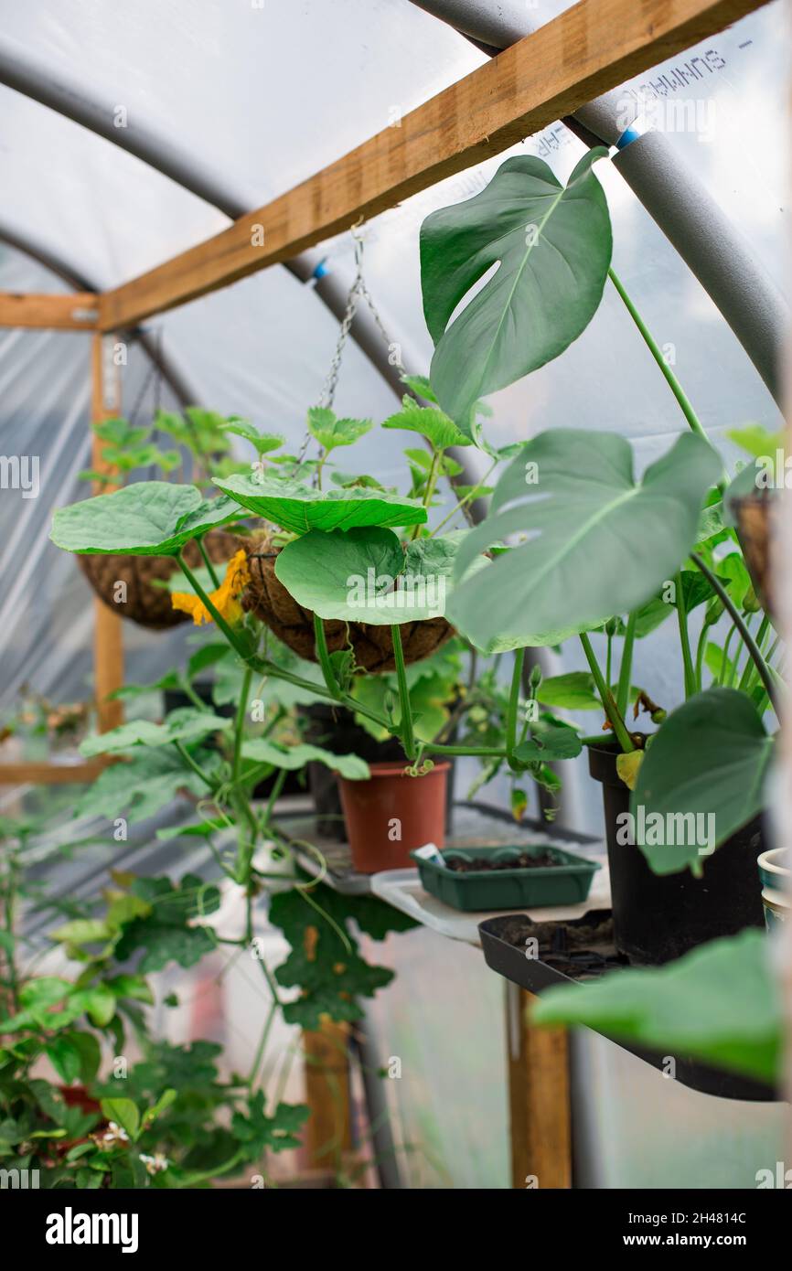 Plants Growing in Greenhouse Stock Photo Alamy