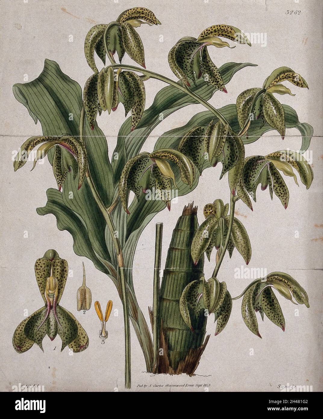 A tropical orchid (Catasetum trifidum): flowering stem, leaf and floral segments. Coloured engraving by J. Swan, c. 1833, after W. Hooker. Stock Photo