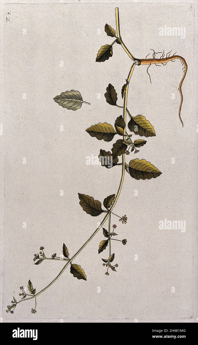 Boerhavia hirsuta L.: flowering and fruiting stem with root and separate leaf. Coloured engraving after F. von Scheidl, 1770. Stock Photo