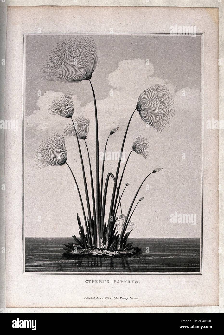 Papyrus reed (Cyperus papyrus L.): clump of reeds in water. Aquatint, 1823. Stock Photo
