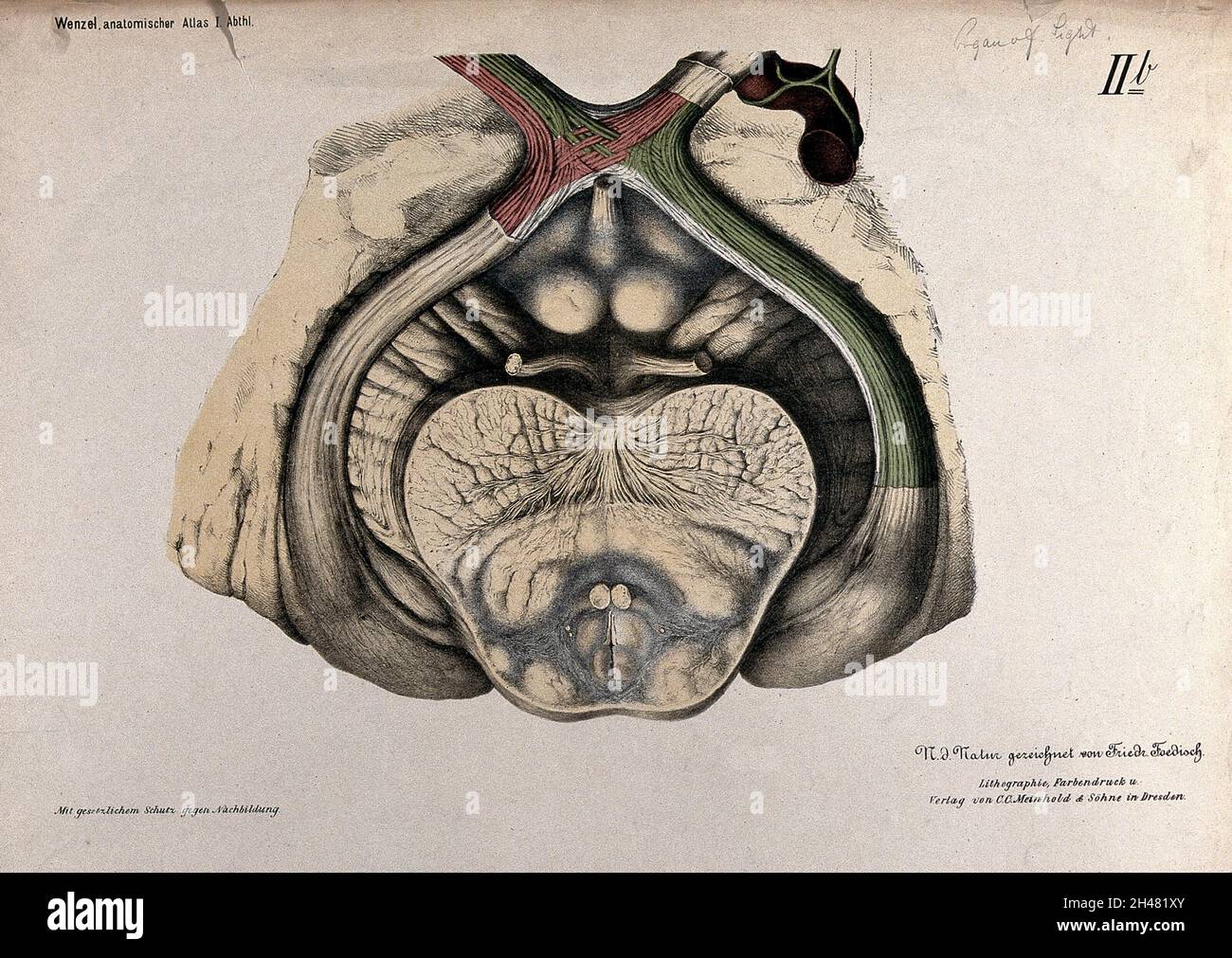 Anatomical section of the brain showing the optic chiasma. Colour lithograph by F. Foedisch, 1875. Stock Photo