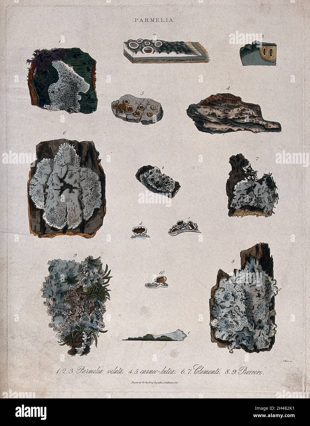 Four types of lichen (Parmelia species). Coloured engraving by J. Pass, c. 1821. Stock Photo