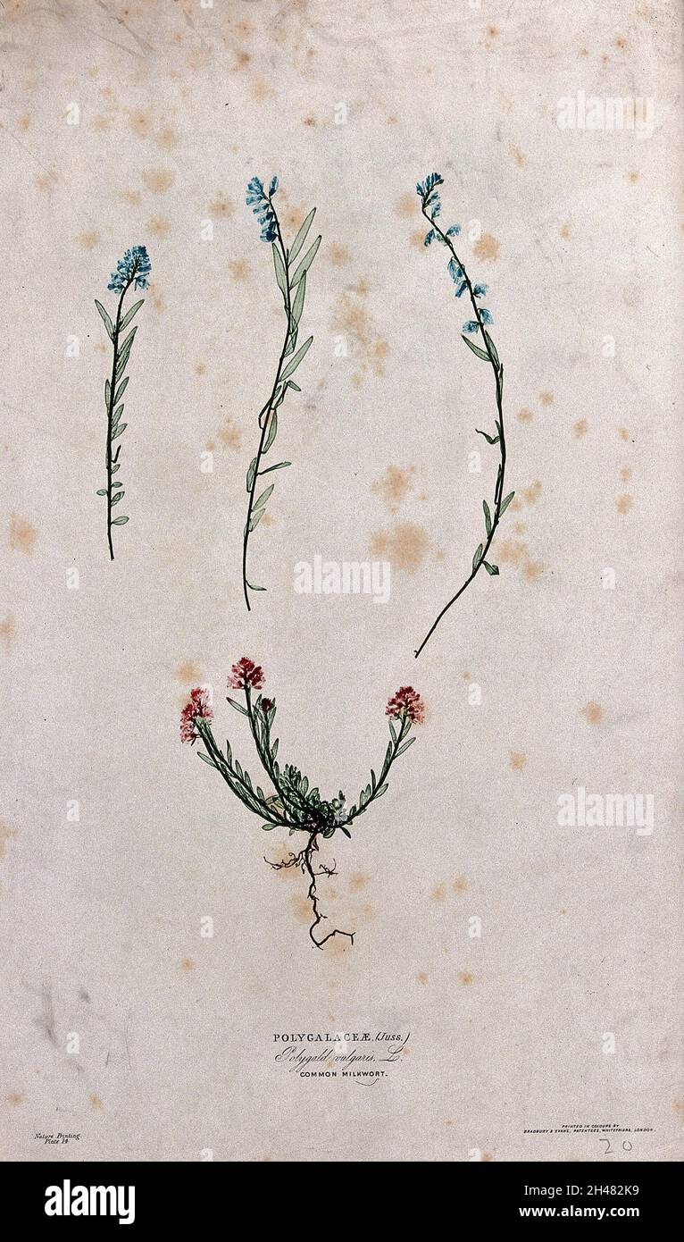 A milkwort or gang flower (Polygala vulgaris): one plant with red flowers and three stems with blue flowers. Colour nature print by H. Bradbury. Stock Photo