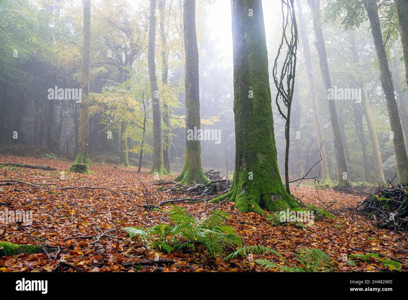 Woods, Woodland, Forest, Mist,,forest misty nature nikon, woods, Misty,, Fog,, Foggy, Trees, Tree trunks Stock Photo