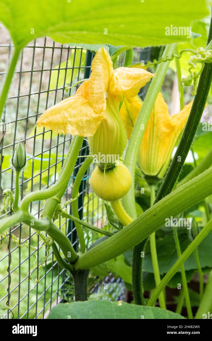 pumpkin flower growing pumpkin in garden Stock Photo - Alamy