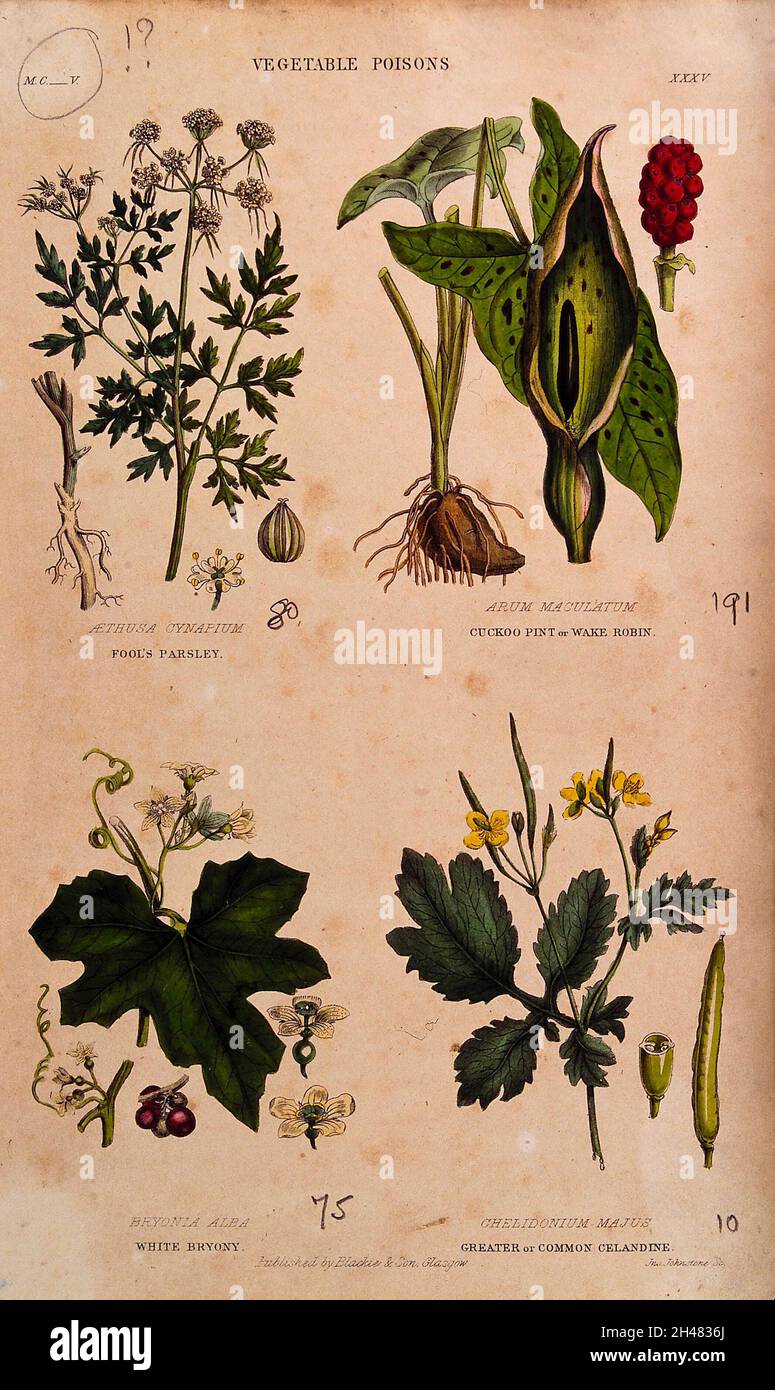 Four poisonous plants: fool's parsley (Aethusa cynapium), cuckoo pint (Arum maculatum), white bryony (Bryonia dioica) and greater celandine (Chelidonium majus). Coloured engraving by J. Johnstone, 1855. Stock Photo