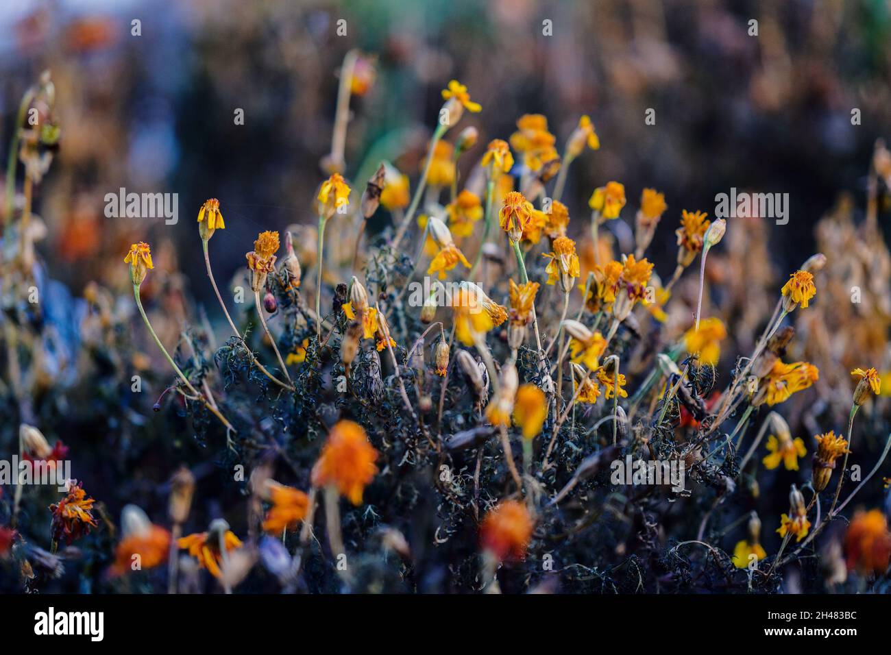 Withered flowers (Marigolds). In the autumn garden at sunset. Selective focus with shallow depth of field. Stock Photo