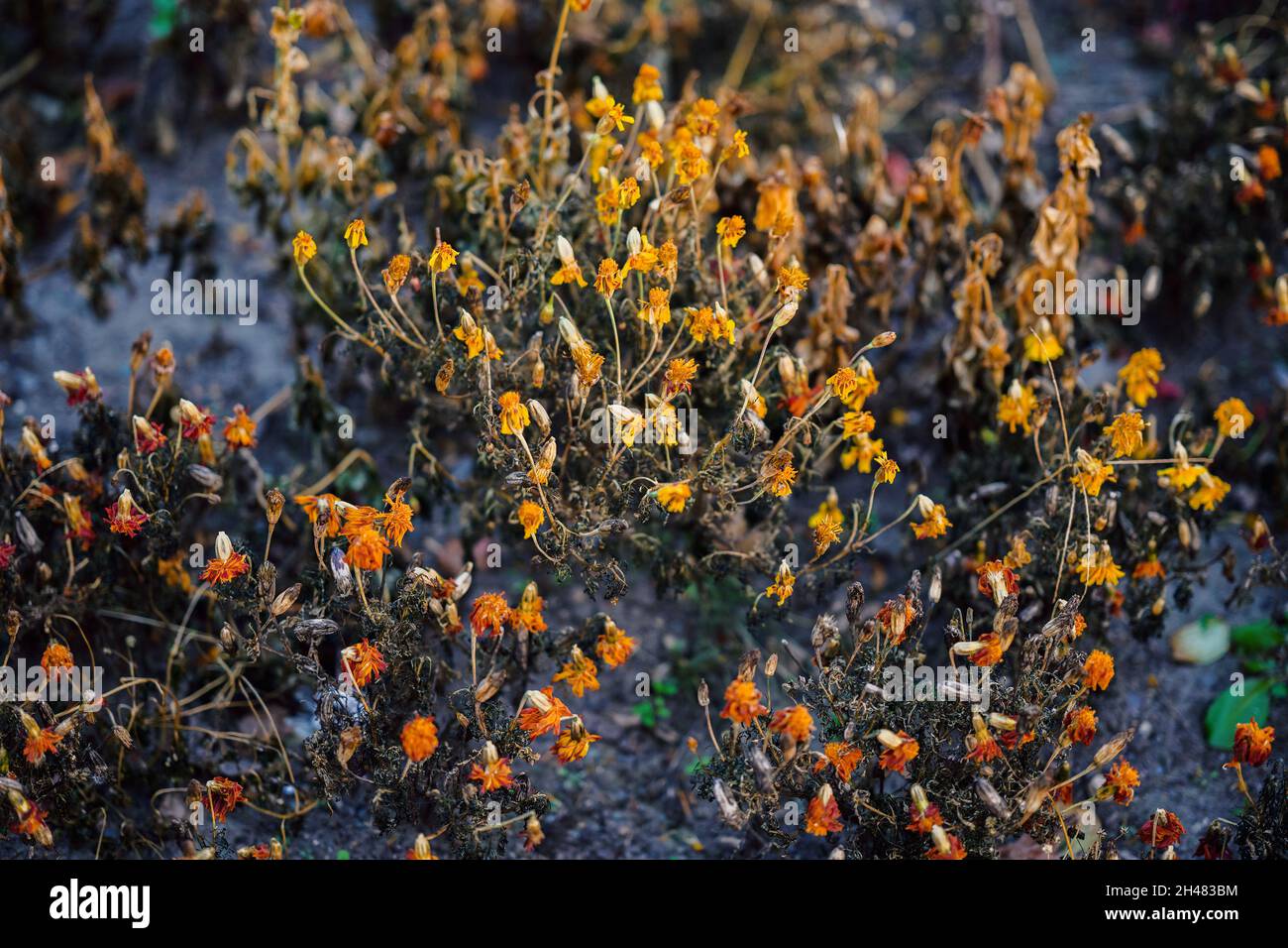Withered flowers (Marigolds). In the autumn garden at sunset. Selective focus with shallow depth of field. Stock Photo