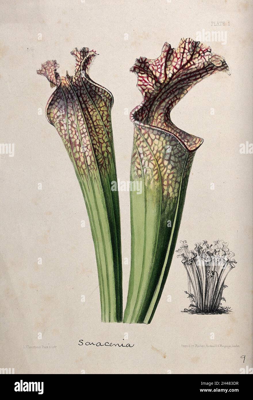 A pitcher plant (Sarracenia drummondii): two pitchers and a small depiction of an entire plant. Coloured zincograph by L. Constans, c. 1850, after himself. Stock Photo