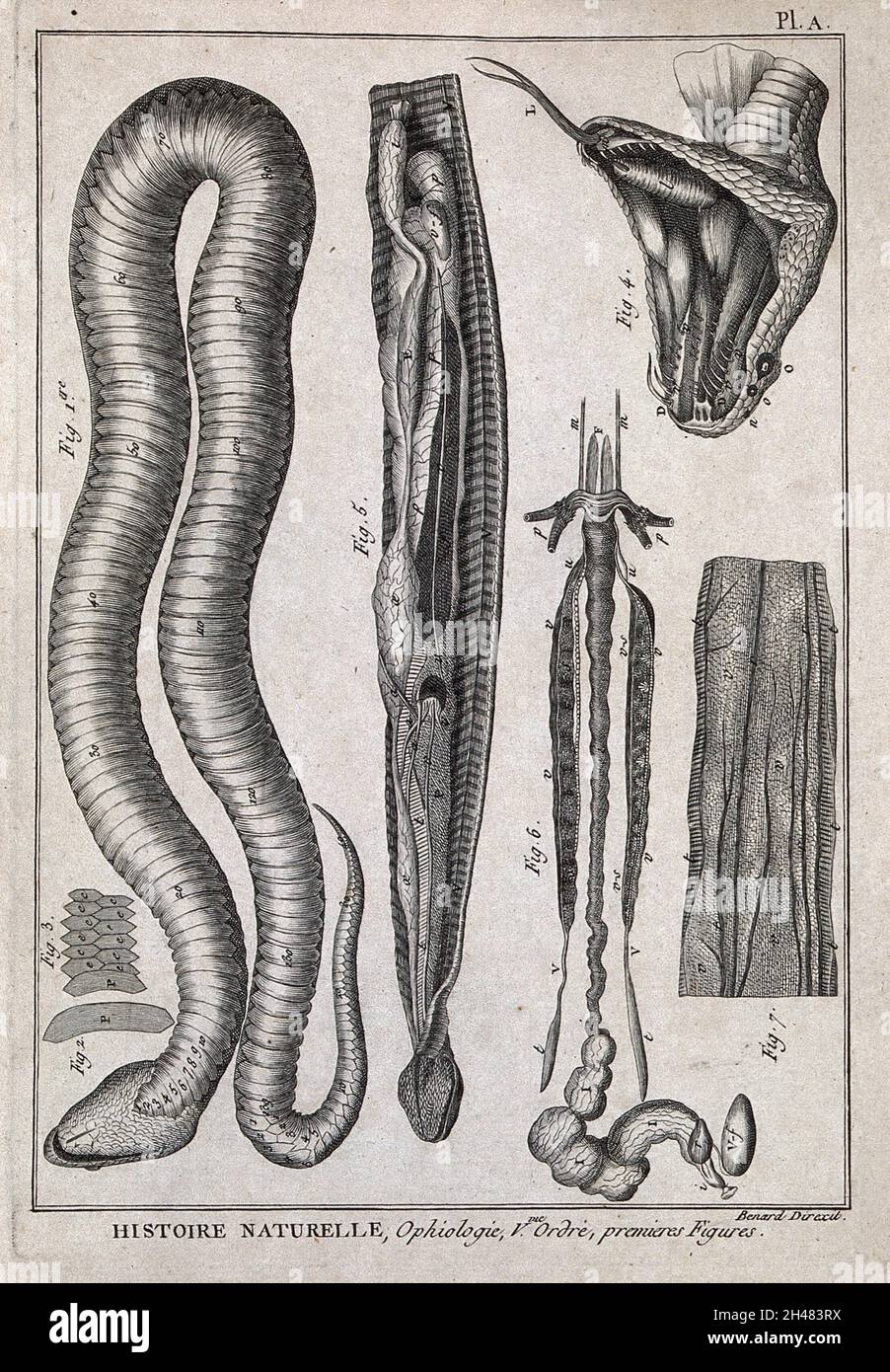 snake mouth anatomy