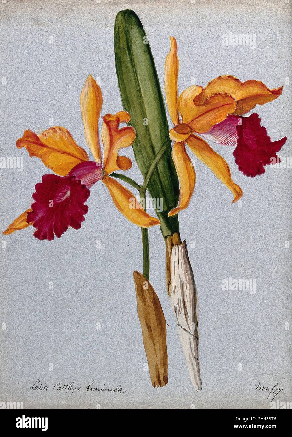 An orchid hybrid (Laelia x Cattleya luminosa): flowering stem and leaves. Watercolour, 1907. Stock Photo