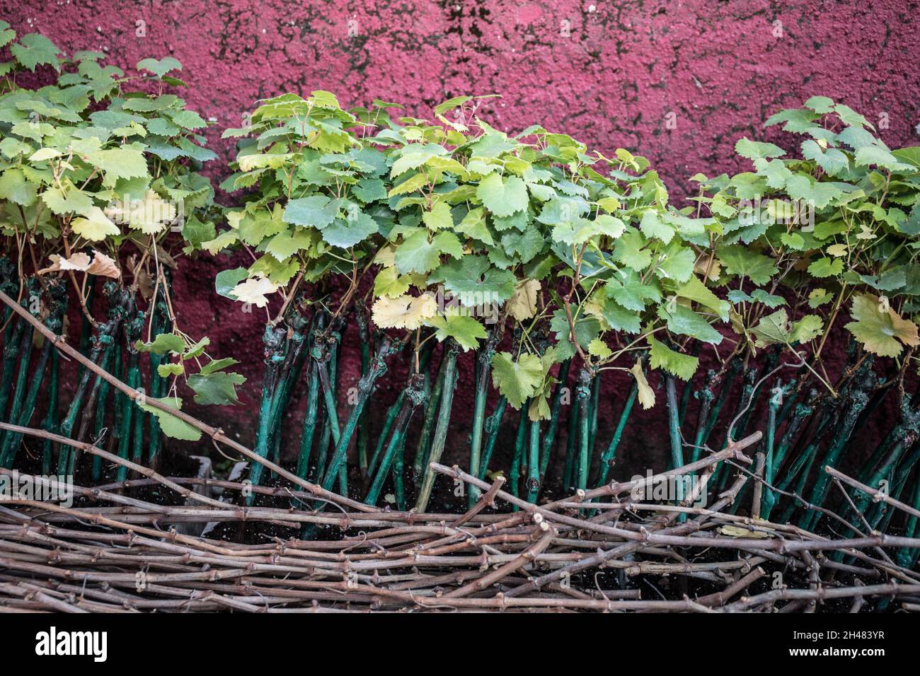 Closeup of vine plants deep roots Stock Photo Alamy