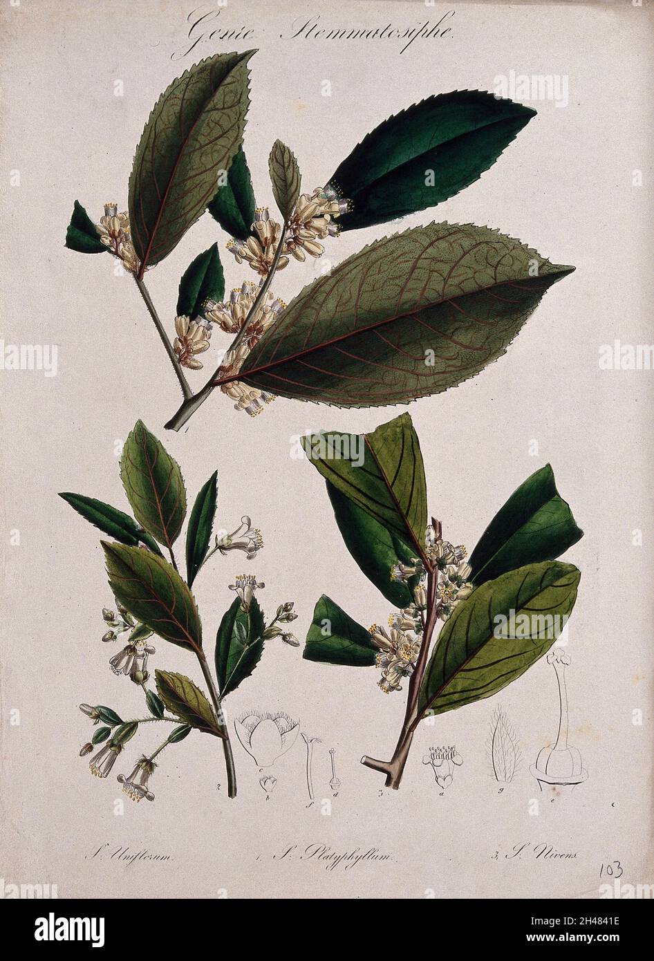 Five plants, all species of the genus Symplocos: flowering stems and floral segments. Coloured lithograph. Stock Photo