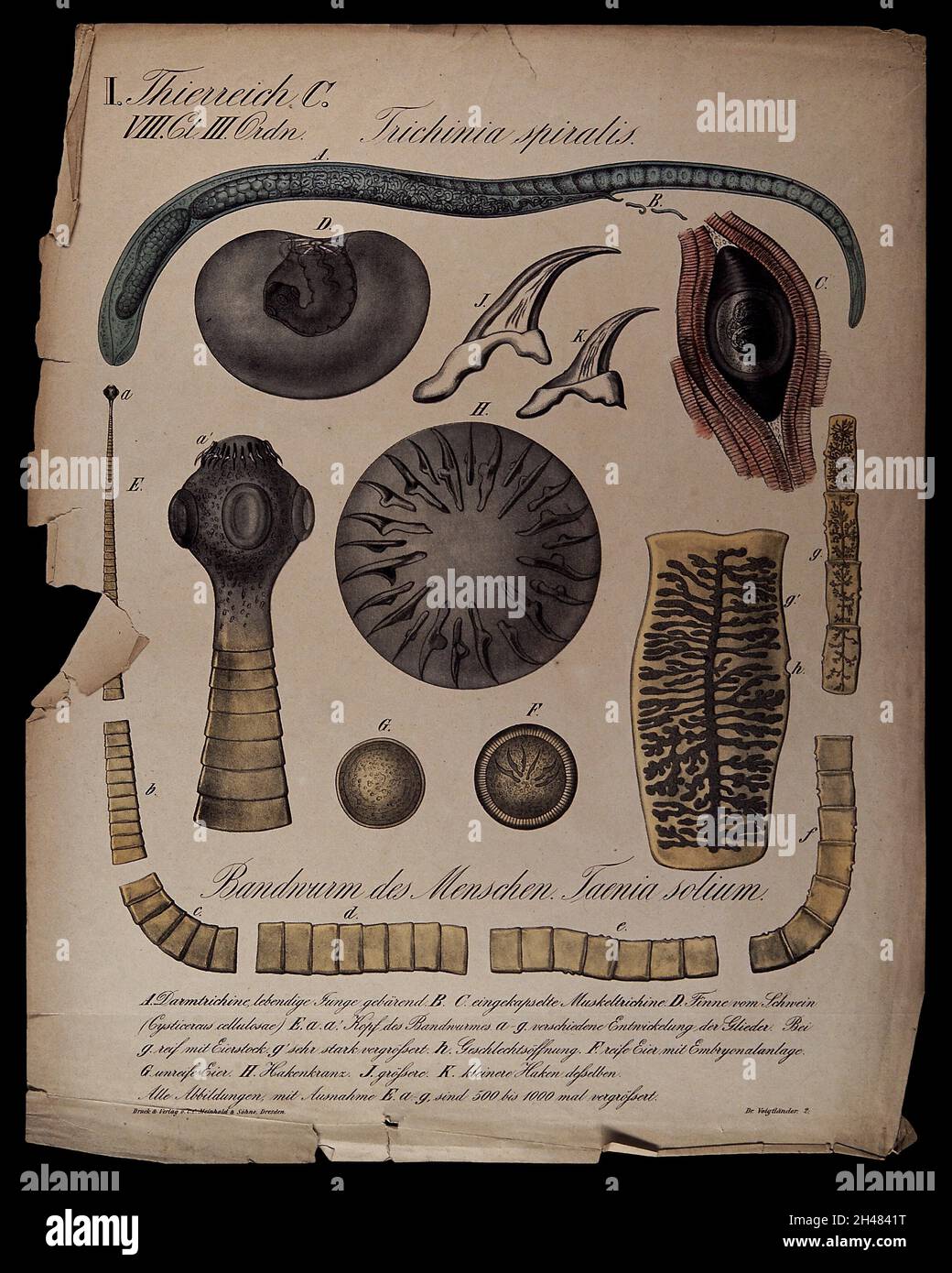 Parasites found in the human body: eleven figures, including a tapeworm, trichina and bladderworm. Chromolithograph, 1870. Stock Photo