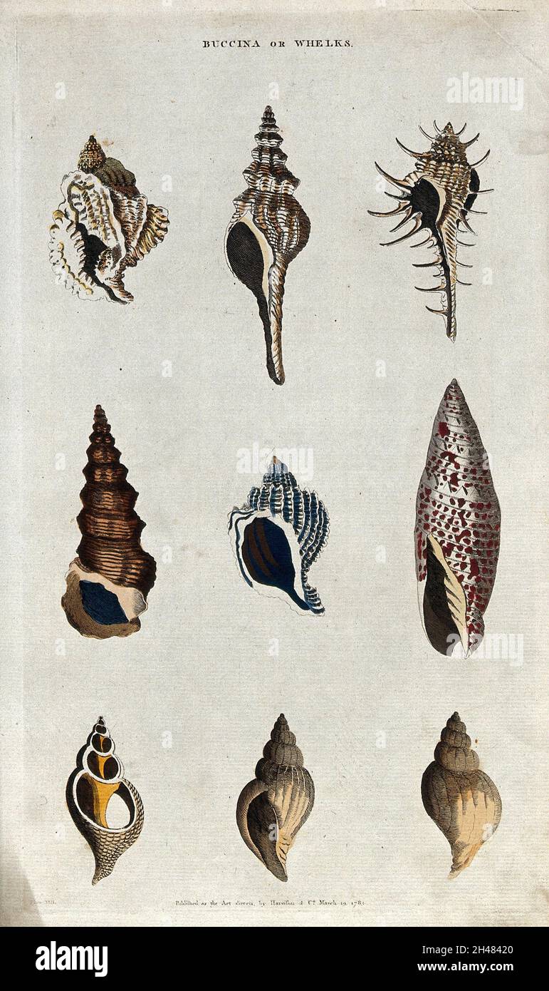 Nine marine gastropod molluscs of the family Buccinidae (whelks). Coloured engraving. Stock Photo