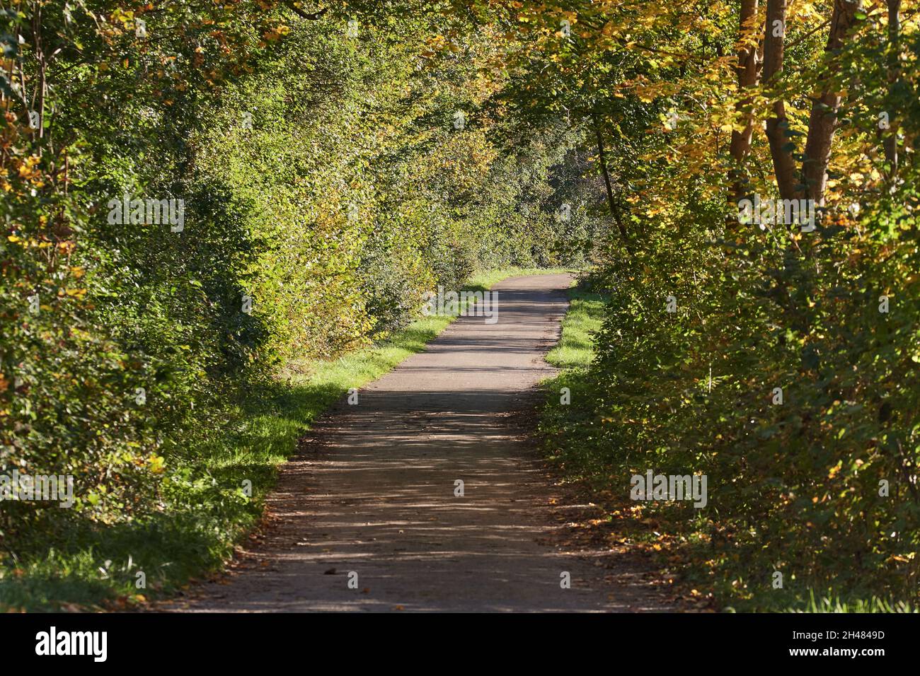 Asphalt road through the forest hi-res stock photography and images - Alamy