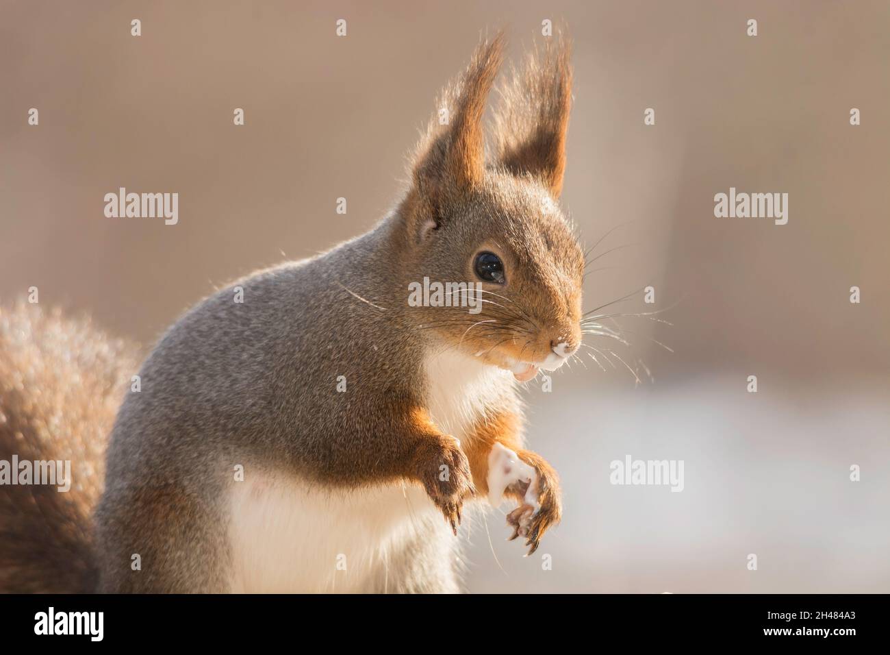 red squirrel standing with yogurt in hands and nose Stock Photo Alamy