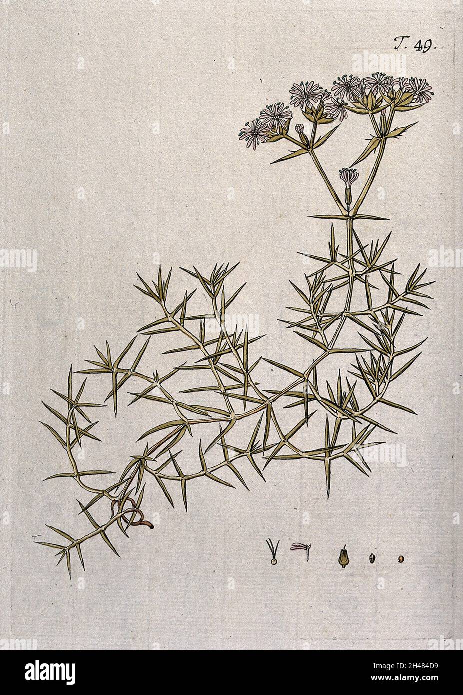 Drypis spinosa L.: flowering stem with separate flower, fruit and seed. Coloured engraving after F. von Scheidl, 1770. Stock Photo