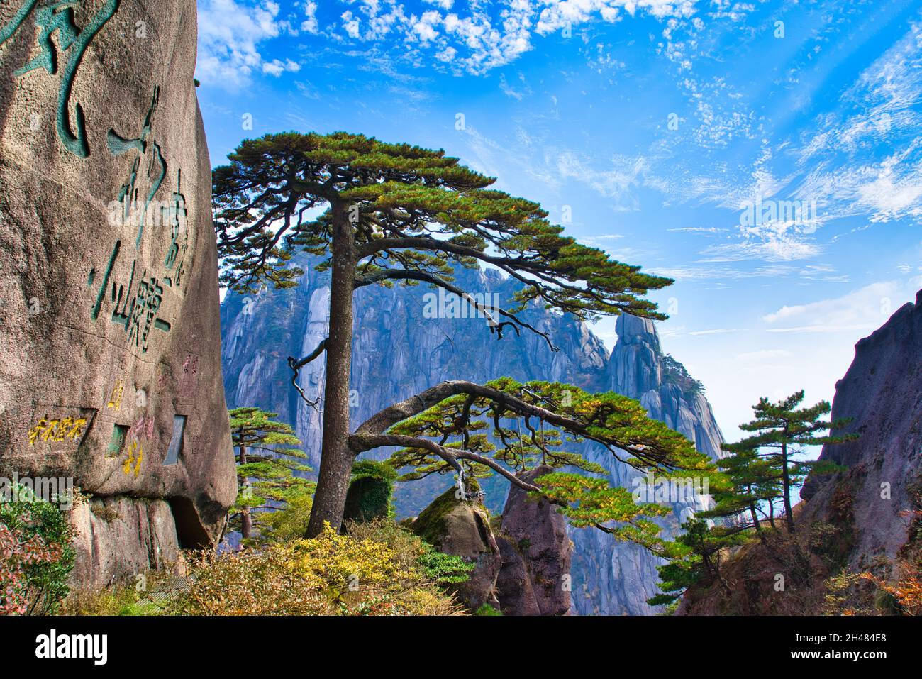 The welcoming pine at the entrance of Huangshan National Park. Landscape of Mount Huangshan (Yellow Mountain). UNESCO World Heritage Site. Anhui Provi Stock Photo