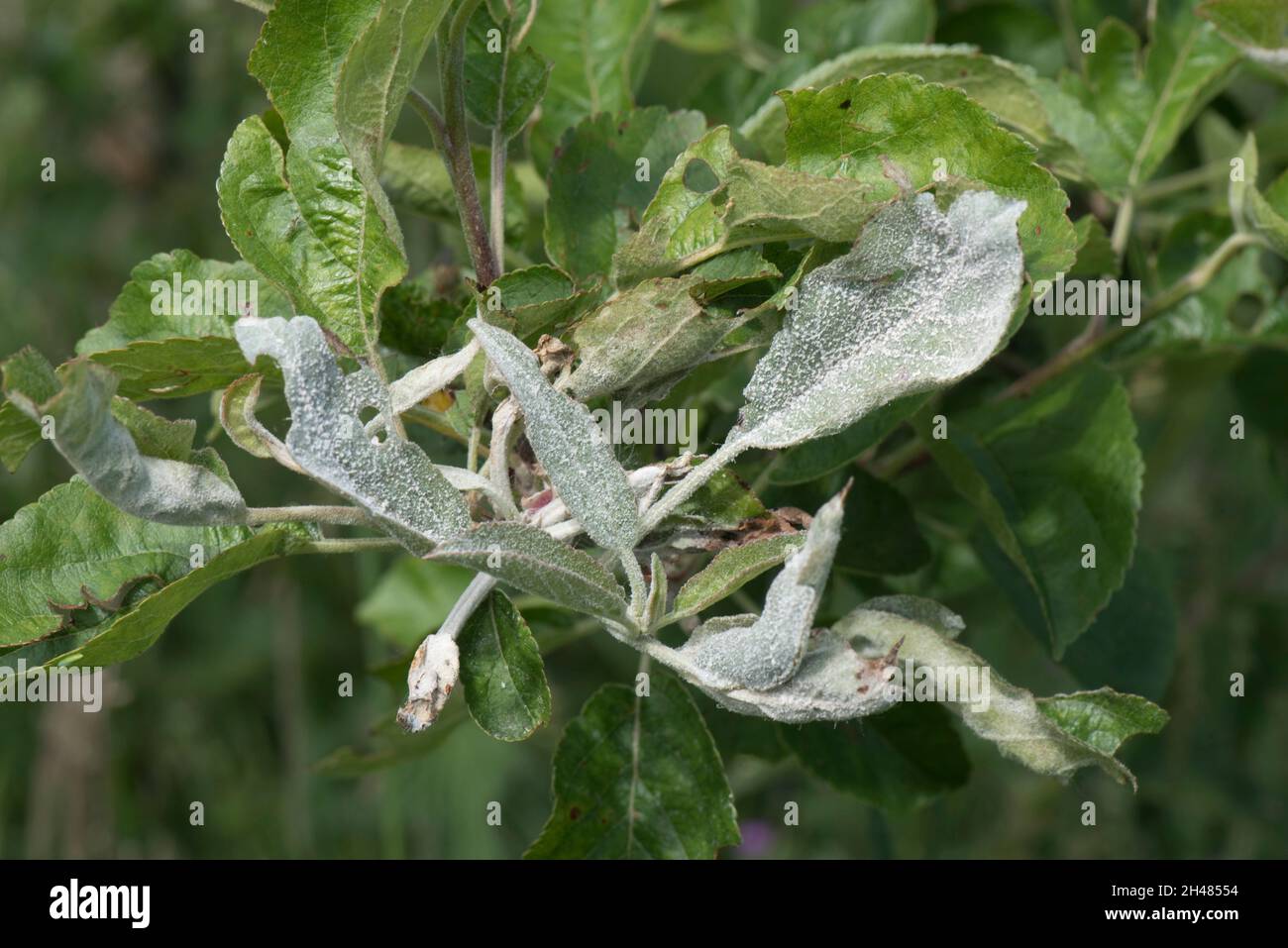 Primary powdery mildew ( Podosphaera leucotricha) white mycelium and spores on new apple tree growth, Berkshire, June Stock Photo