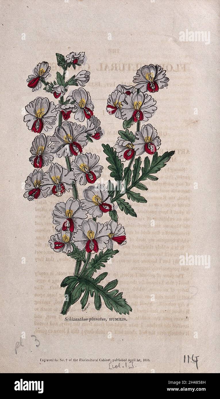 Poor man's orchid or butterfly flower (Schizanthus pinnatus): flowering stem. Coloured engraving, 1833. Stock Photo