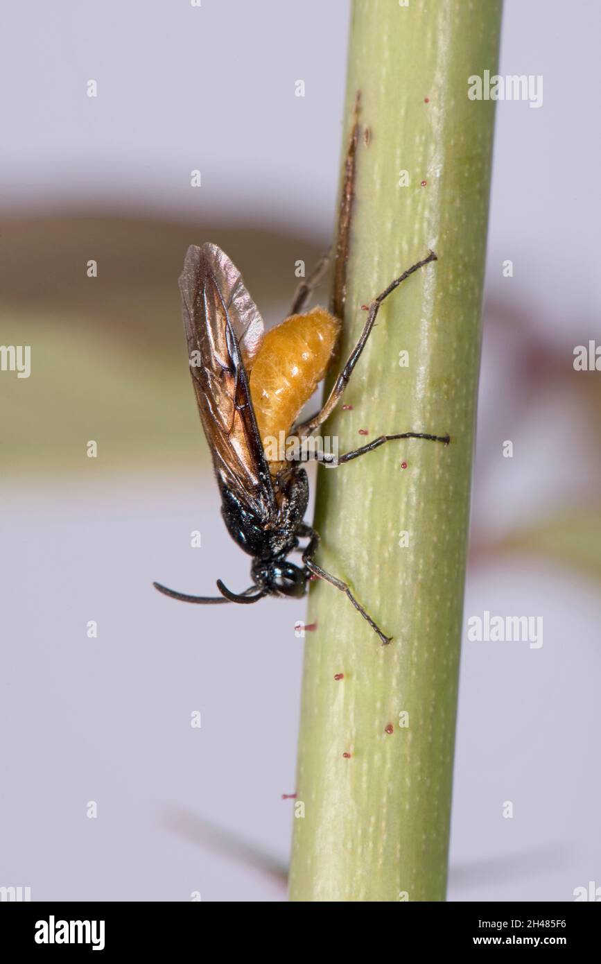 Large rose sawfly (Arge pagana) cutting into a stem of a rose to lay her eggs in the scar with her ovipositor, Berkshire, August Stock Photo