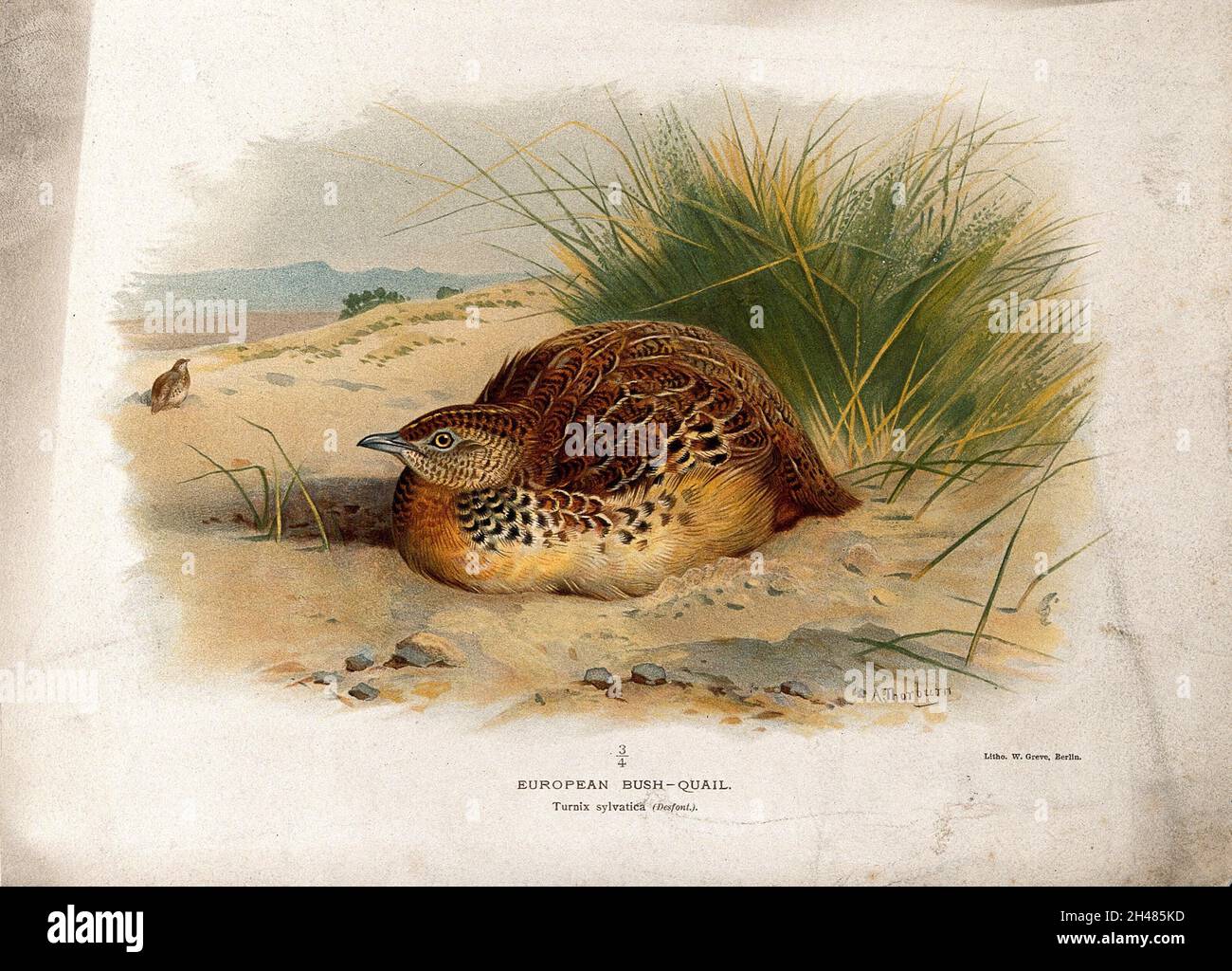 An Andalucian hemipode (Turnix sylvatica). Chromolithograph by W. Greve after A. Thorburn, ca. 1885. Stock Photo