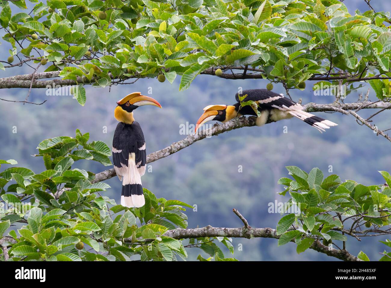 The Great hornbill (Buceros bicornis) also known as the concave-casqued hornbill, great Indian hornbill or great pied hornbill. Stock Photo