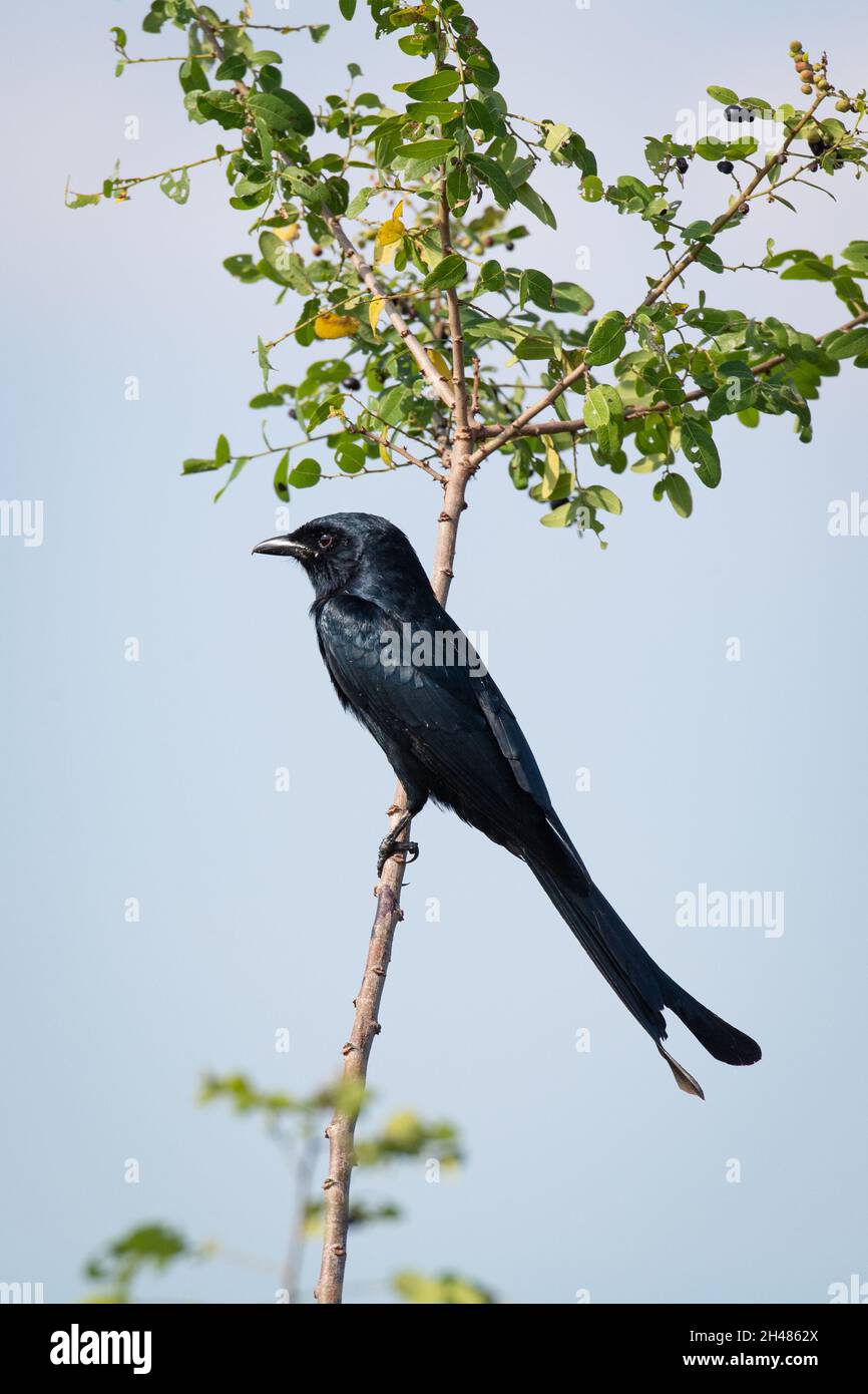 The black drongo (Dicrurus macrocercus) is a small Asian passerine bird of the drongo family Dicruridae. Stock Photo