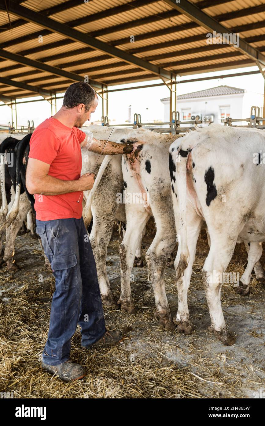 Farmer worker doing an artificial insemination procedure on a cow in a  cowshed Stock Photo - Alamy