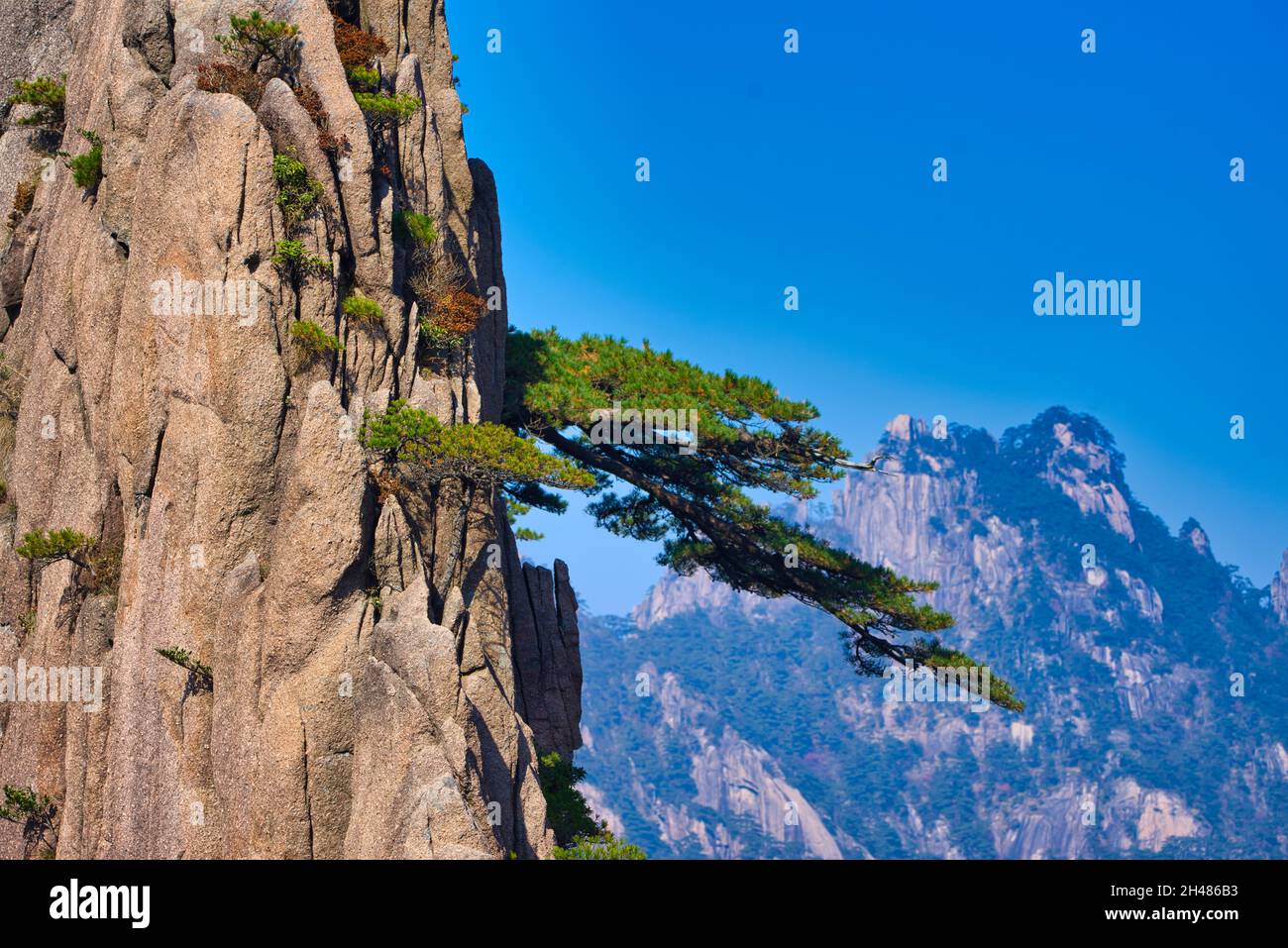 The pine trees growing horizontally along the cliff. Landscape of Mount Huangshan (Yellow Mountain). UNESCO World Heritage Site. Anhui Province, China Stock Photo
