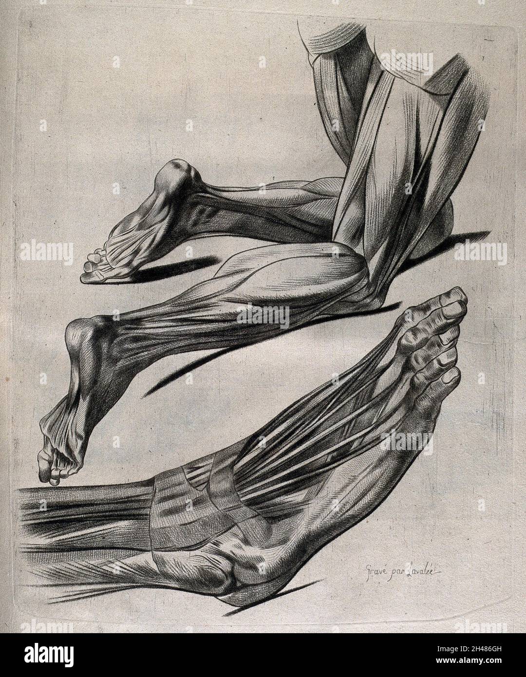 Muscles of the legs and feet two écorché figures. Crayon manner print
