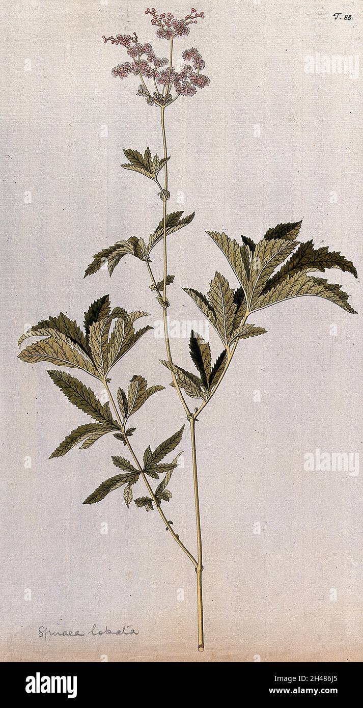 A plant (Filipendula rubra) related to dropwort: flowering stem. Coloured engraving after F. von Scheidl, 1770. Stock Photo
