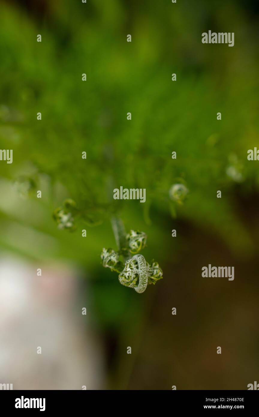 Climbers are plants with a tender stem which grow with the help of external support. These